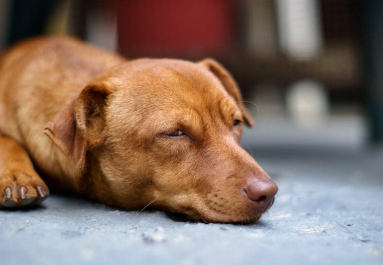 Why Do Dogs Put Their Head Down And Bum Up? - All About Pets