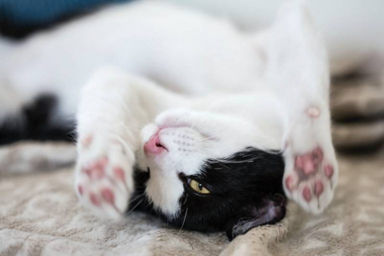 Cat Paw Pad Peeling Causes All About Pets