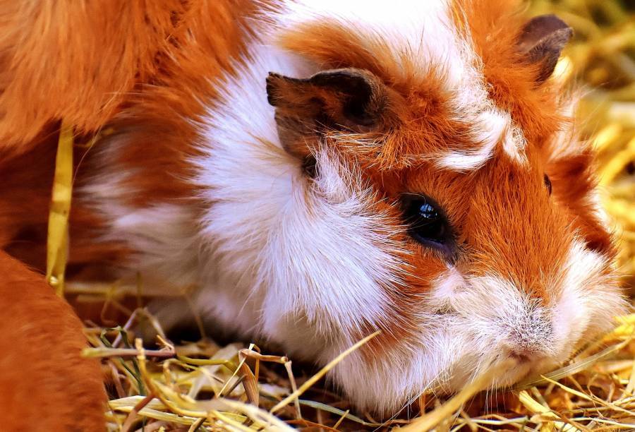 Bald Spot On Guinea Pig