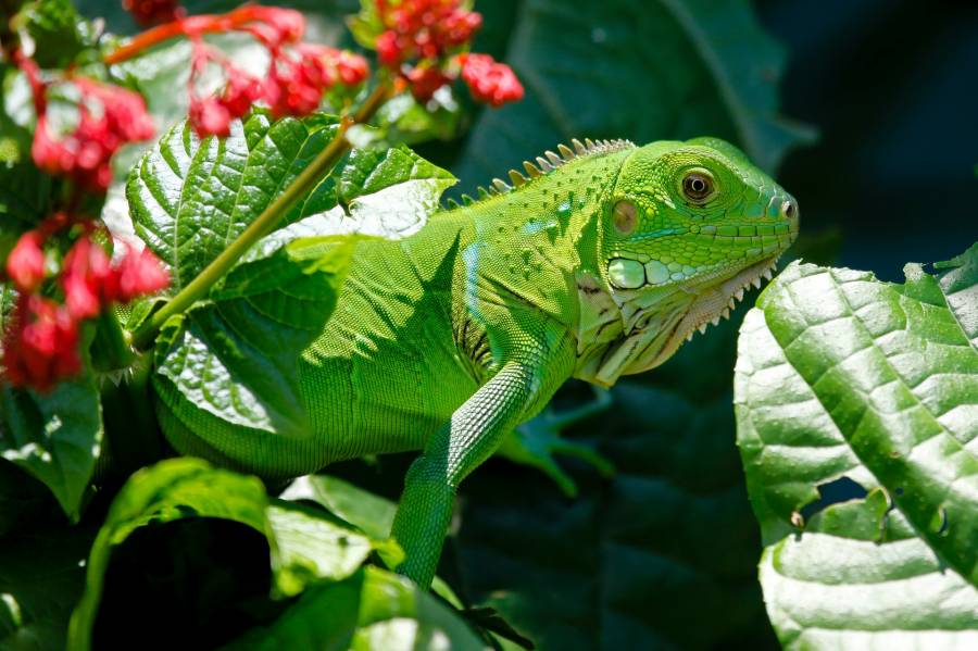 Can Iguanas Eat Cucumbers All you need to Know