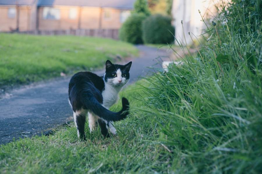 Cat Flicks its Tail Meaning