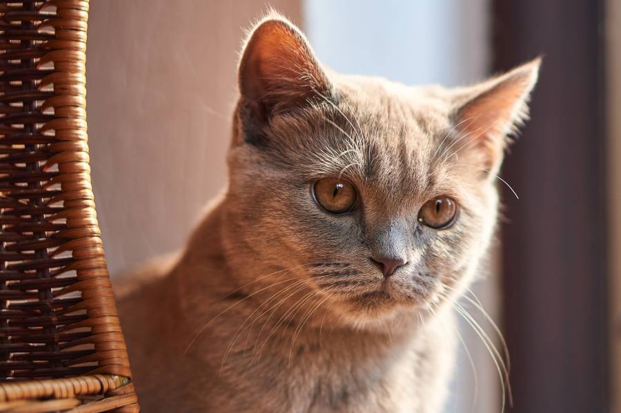 Cat Has A Brown Stuff Around Their Mouths