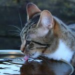 Cat Losing Weight And Drinking A Lot Of Water - Causes