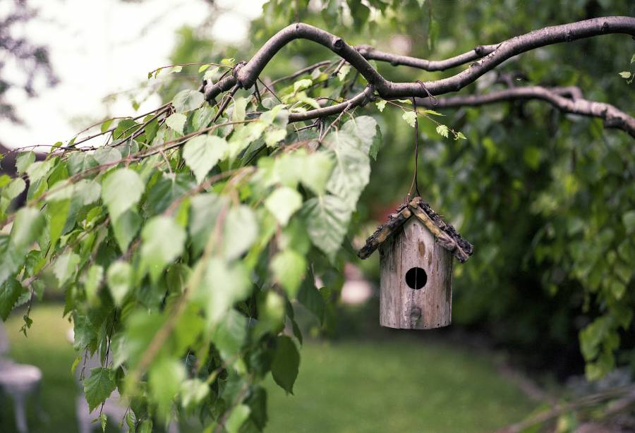 Cleaning bird feeders