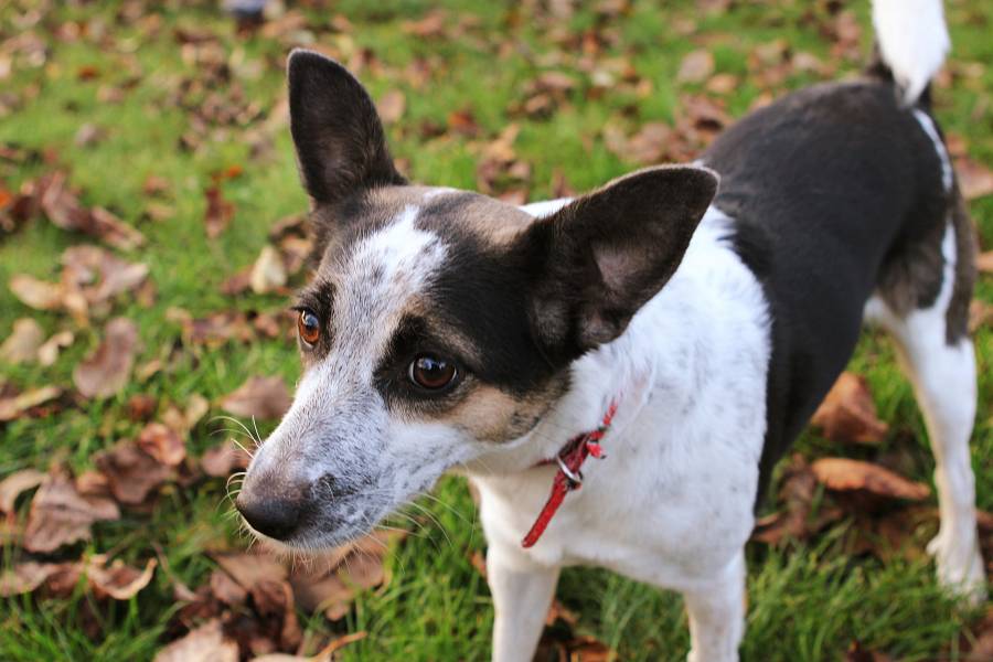 Decker Rat Terrier vs. Rat Terrier