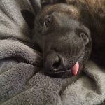 Dog Died Suddenly With Tongue Out – Shocking Reasons