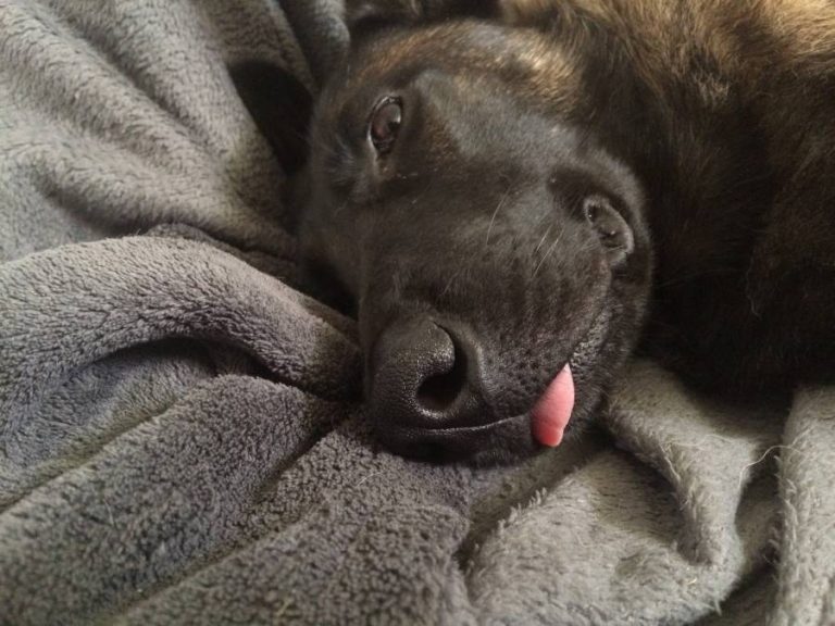 Dog Died Suddenly With Tongue Out – Shocking Reasons - All About Pets