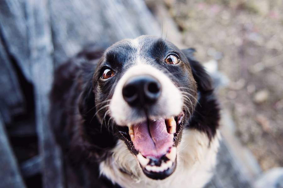 Dog wakes up screaming in the middle of the night