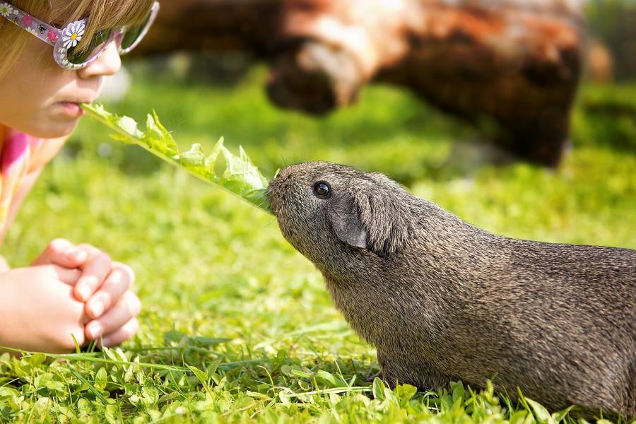 Guinea pigs are great small pets