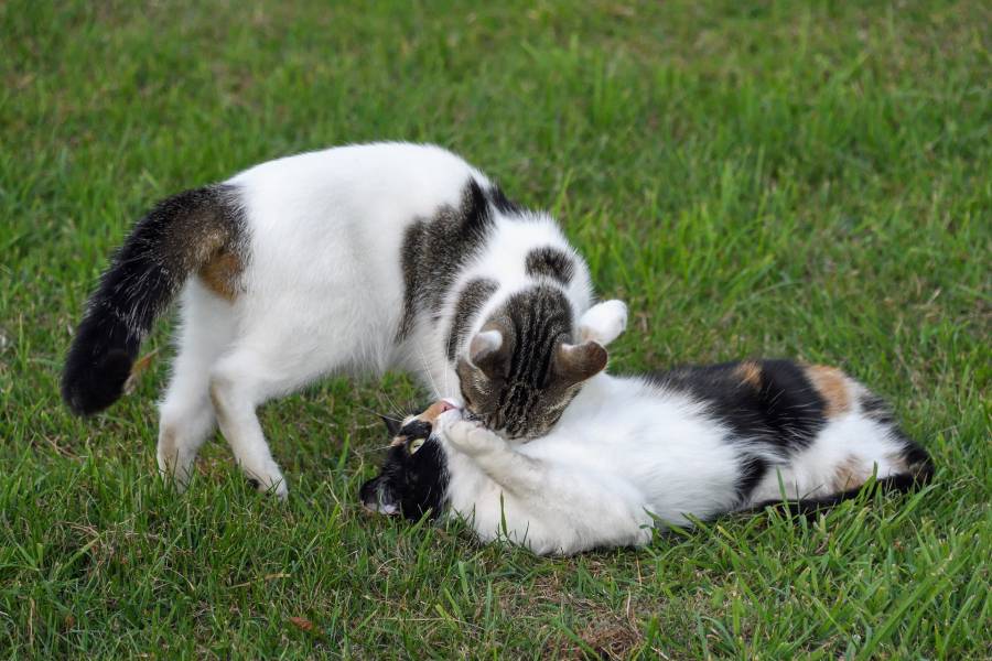 Having Two Cats of the Same Gender