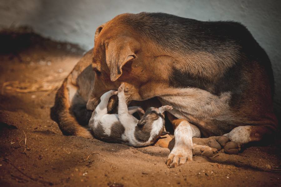 can puppies suffocate under mom