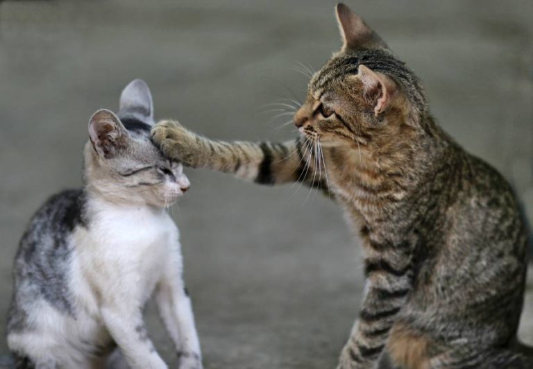 Is It Better To Have Two Cats Of The Same Gender? Guide All About Pets