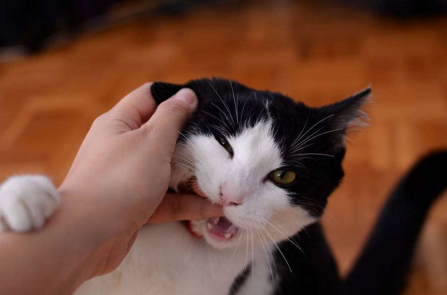 My cat hugs my arm and bites me