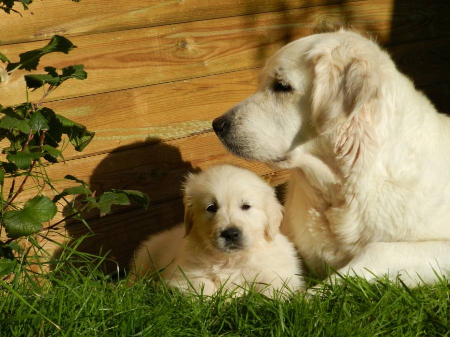 Preventing mother dog from crushing her puppies