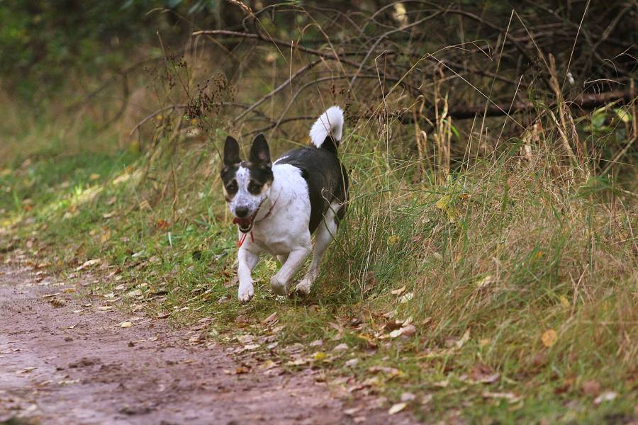 Rat Terrier vs. Decker Rat Terrier