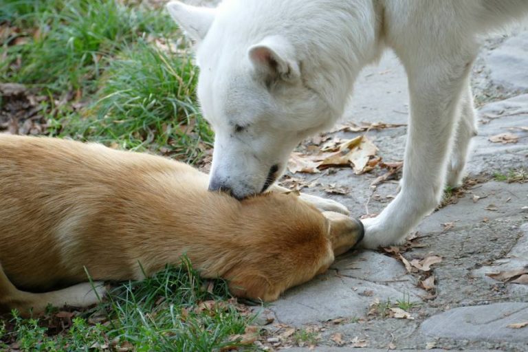 reasons-why-dogs-lick-each-other-s-teeth-all-about-pets