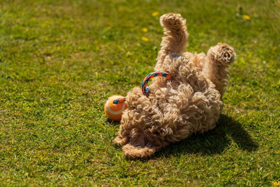 Some Dogs Sleep on Their Back with Feet in The Air