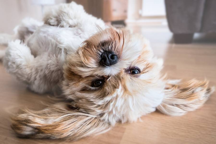 why do dogs lie on their backs with their legs in the air