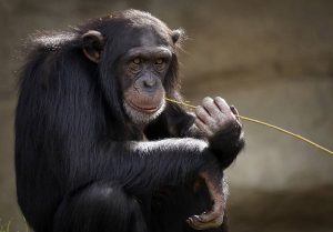 Why Do Monkeys Throw Poop - Explained - All About Pets