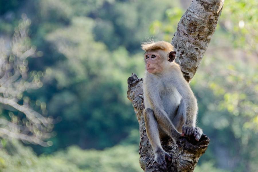 Why Do Monkeys Throw Poop Reasons
