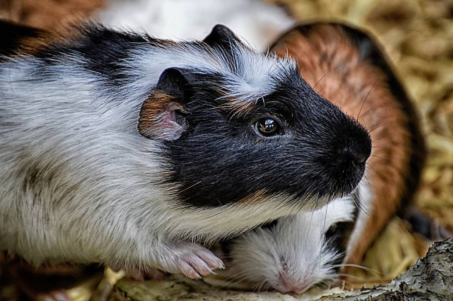 Why Does My Guinea Pig Have A Bald Spot