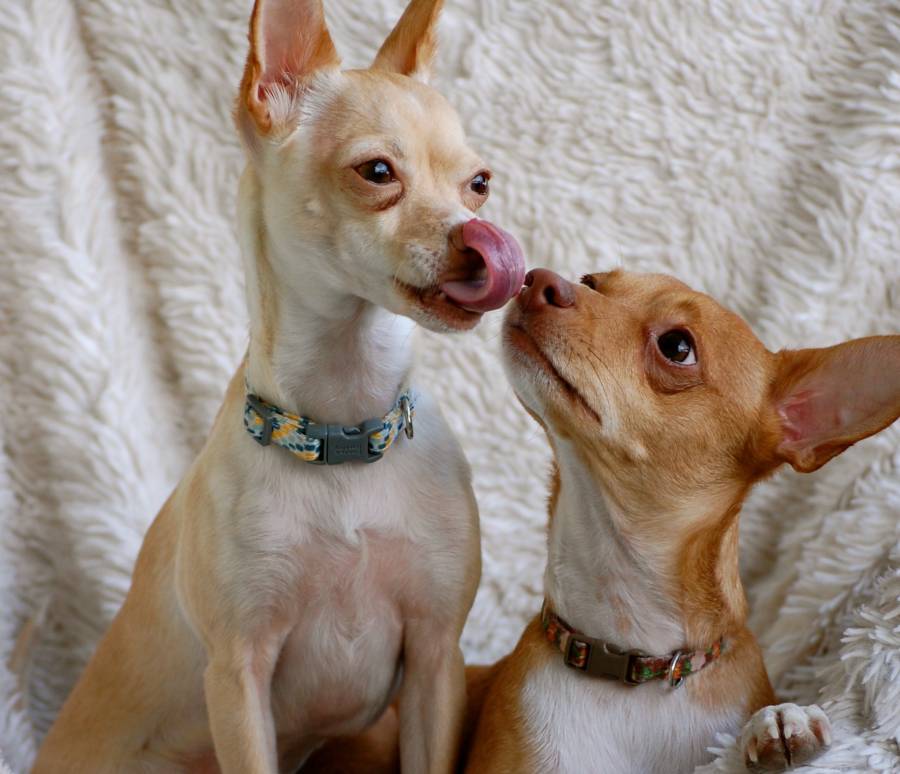 Why dogs lick each other's teeth 