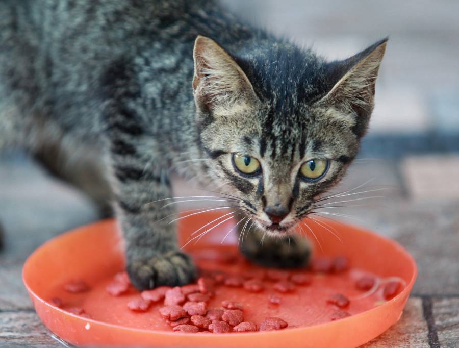 Can kittens eat normal cat food