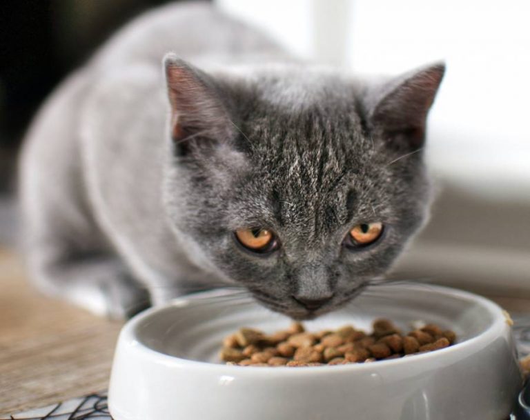 Can My Kitten Eat Regular Cat Food? - Explanation - All About Pets