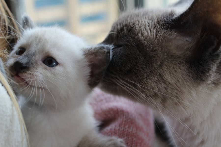 Cat Giving Birth Has Kitten Stuck