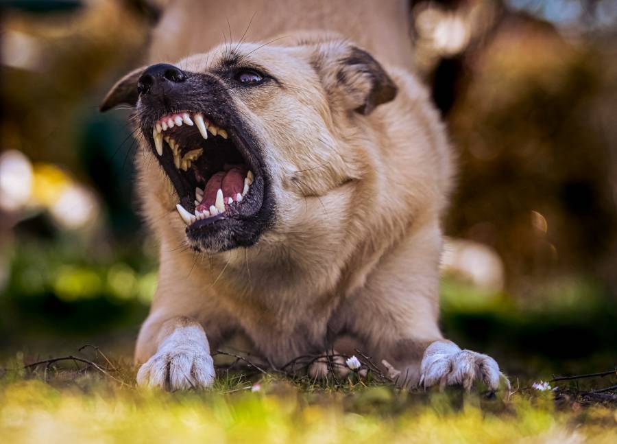 Does Neutering Help With Aggression In Male Dog