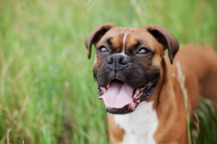 Dog Breathing Heavy and Won't Lay Down