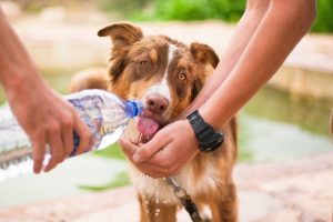 My Dog Keeps Drinking Water And Throwing Up - Help! - All About Pets
