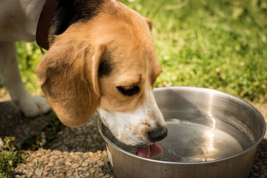 Dog Not Eating But Drinking Water And Lethargic