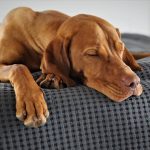 Dog Shaking When Breathing In While Sleeping – Reasons