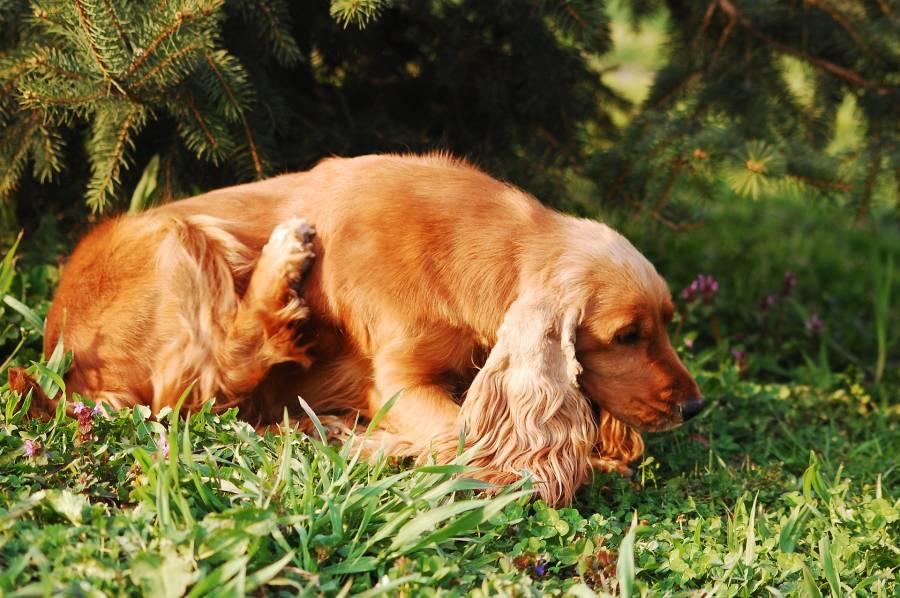 Dog licking paws and scratching ears