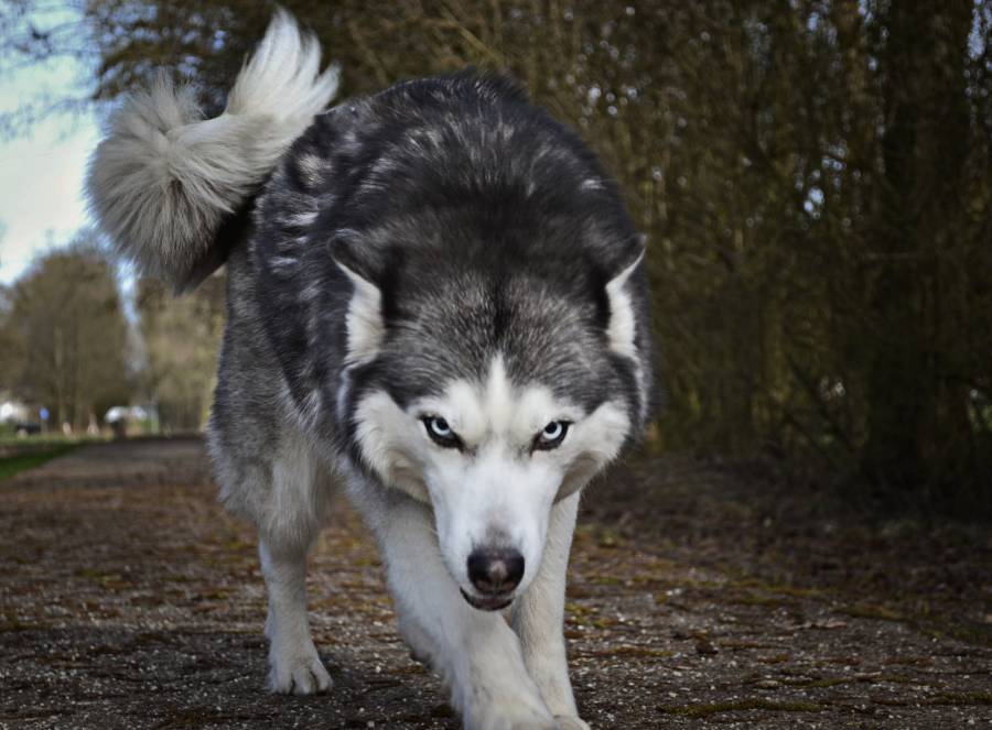 Dogs and Wolves Breeding