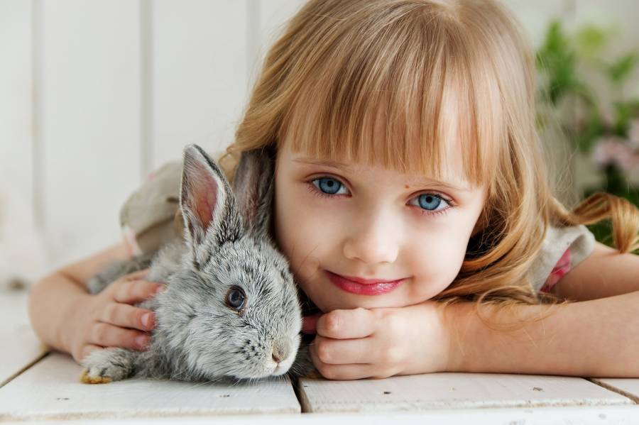 How Much To Feed A Baby Rabbit