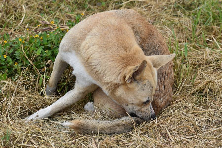 Male Dog Licks His Private Area So Much Reasons