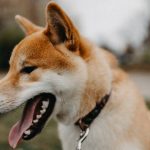 Dog Coughing And Gagging When Excited – Causes Explained