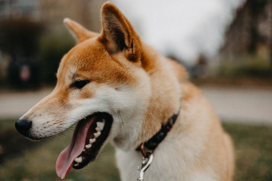 Dog Coughing And Gagging When Excited Causes Explained All About Pets