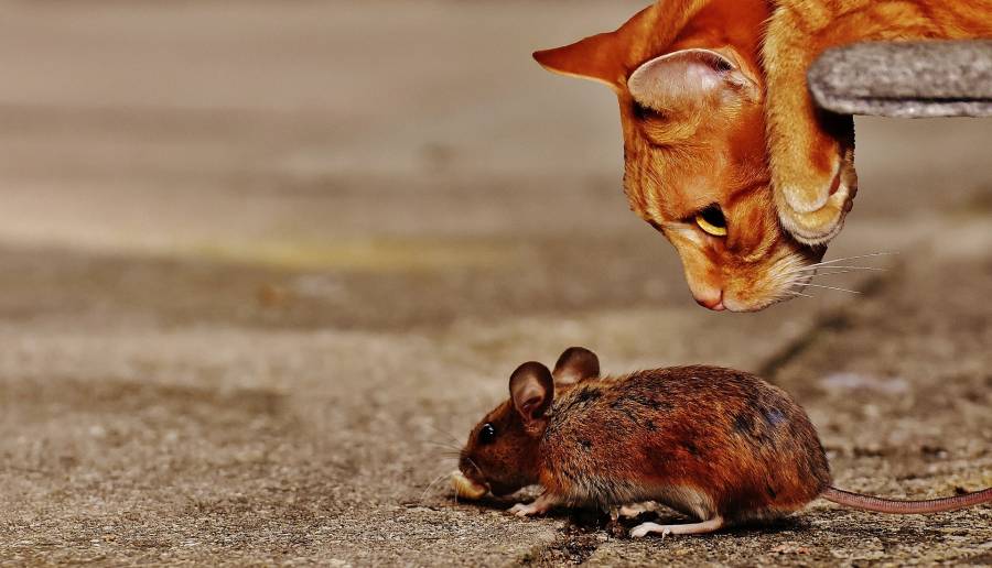 Why Do Cats Kill Mice? Explained All About Pets