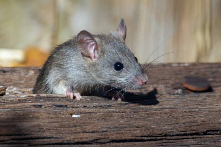 Why Do Mice Poop So Much? Explained All About Pets