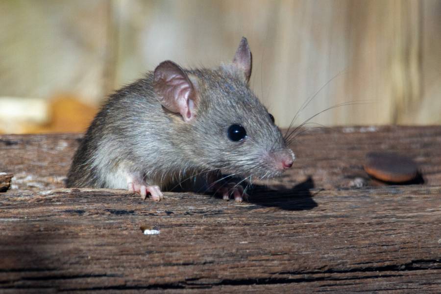 Why Do Mice Poop So Much? - Explained
