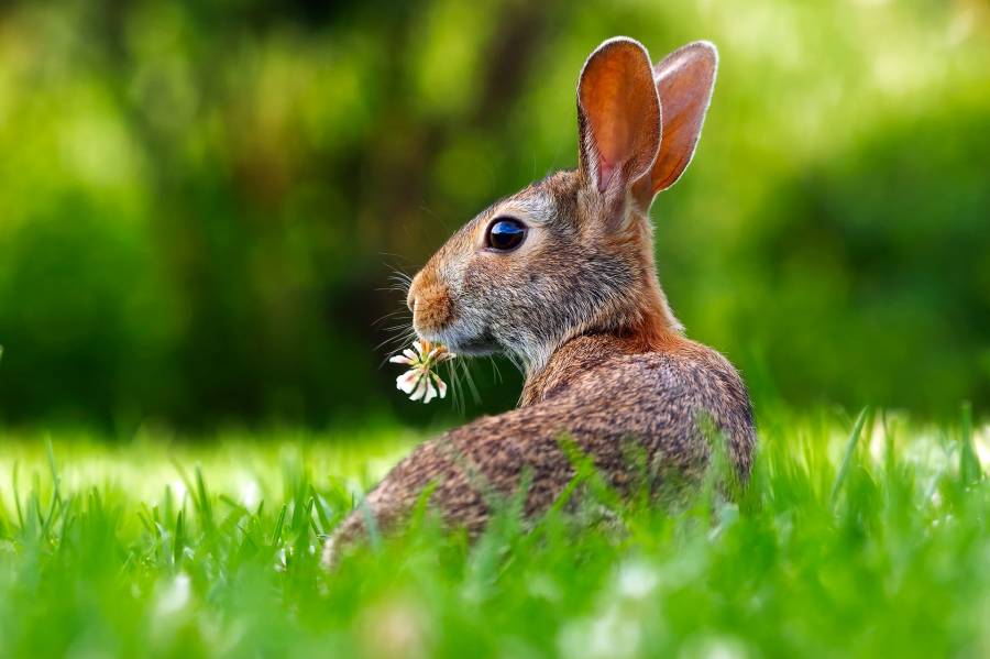 Reasons Why Rabbits Are Associated With Easter