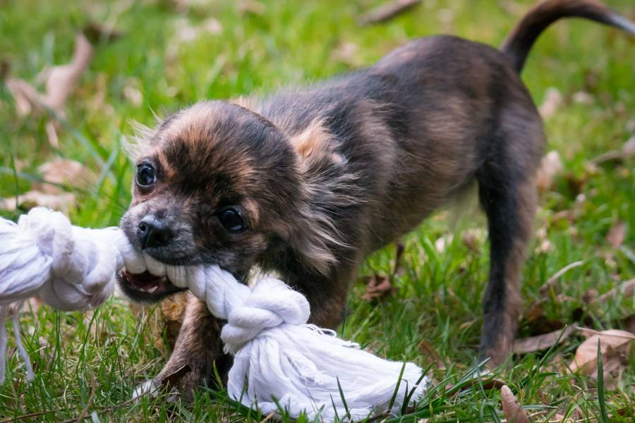 Reasons Why Some Dogs Are suddenly Eating Fabric