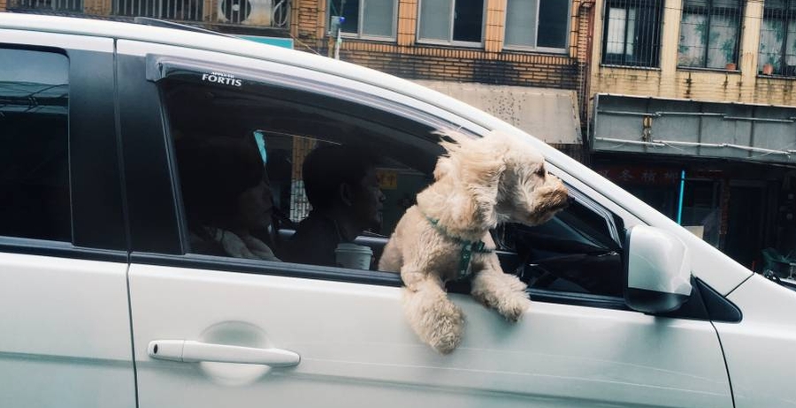 Transporting A Puppy In A Car Without A Crate1