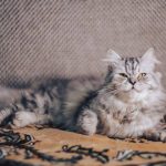 Why Does My Cat Sound Like A Motor? - 8 Causes