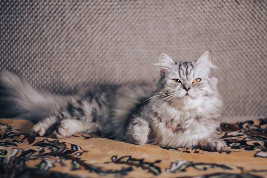 Why Does My Cat Sound Like A Motor 8 Causes All About Pets