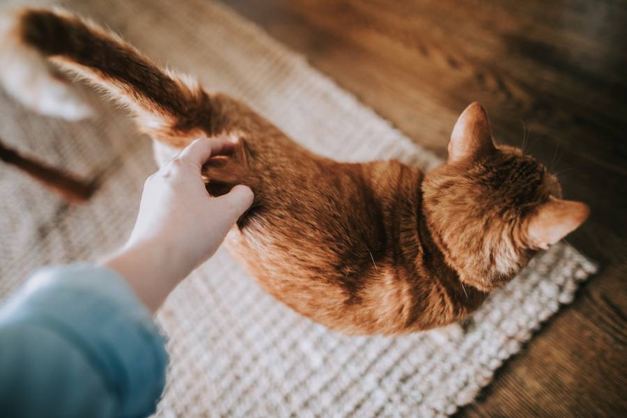 Why Does My Cat Wag His Tail When I Pet Him 