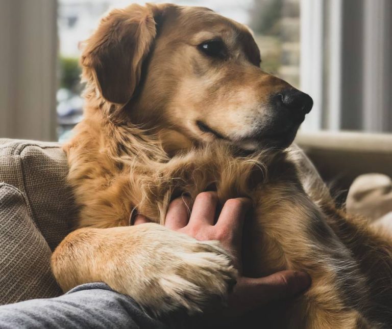 Why Does My Dog Put His Paw On Me And Push All About Pets